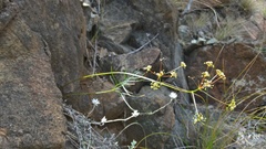Anisotome filifolia