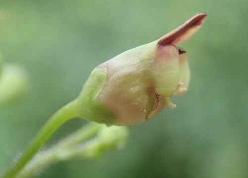 Nariuotasis bervidis nuotrauka