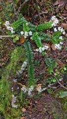 Veronica vernicosa