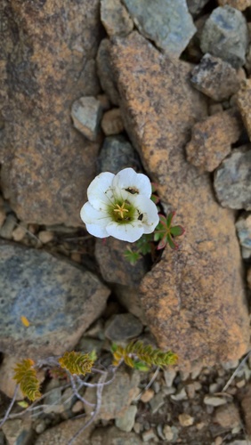 Red Hills geranium (Geranium rubricum)