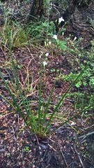 Libertia