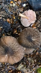 Pluteus perroseus