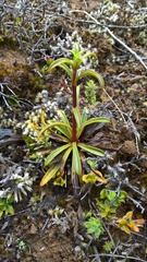 Gentianella stellata