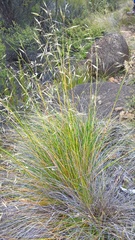 Chionochloa