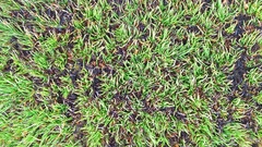 Oreobolus pectinatus