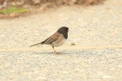 Junco hyemalis oreganus