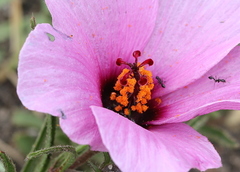 Hibiscus microcarpus
