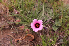 Hibiscus microcarpus