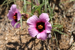 Hibiscus microcarpus