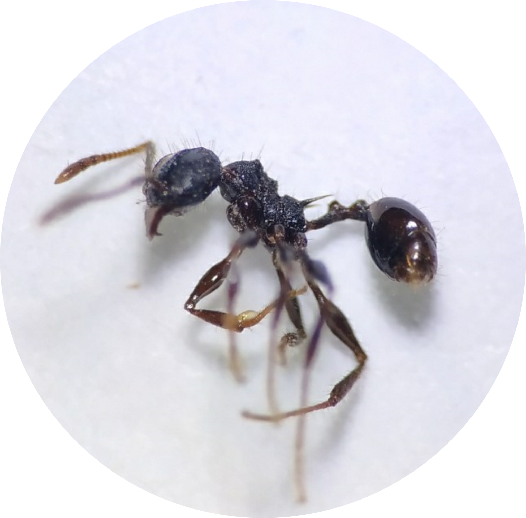 Pheidole bufo