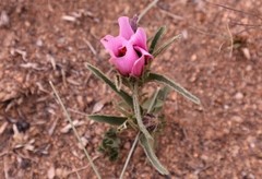 Hibiscus microcarpus