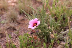 Hibiscus microcarpus