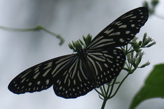 Ideopsis vulgaris macrina