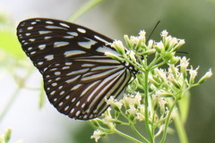 Ideopsis vulgaris macrina