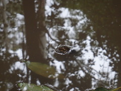 Platyplectrum fletcheri