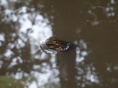 Platyplectrum fletcheri
