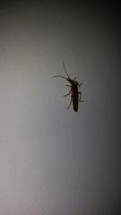 Thelyphassa lineata