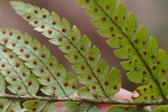 Dryopteris sacrosancta