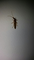 Thelyphassa lineata