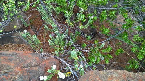 Veronica baylyi, photograph 6