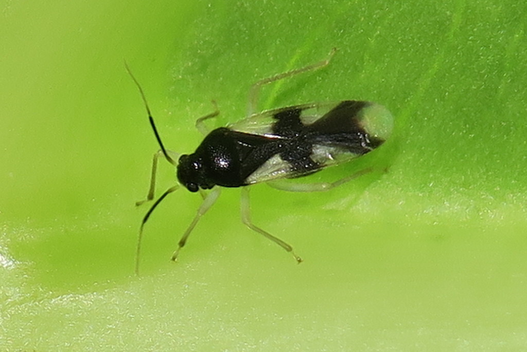 Ernestinus namtokius