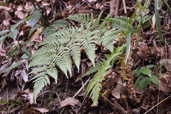 Dryopteris sacrosancta