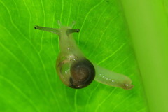 Helicarion perfragilis