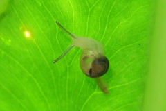 Helicarion perfragilis