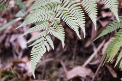 Dryopteris sacrosancta