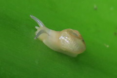 Helicarion perfragilis