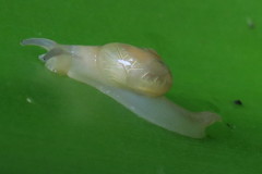 Helicarion perfragilis
