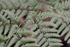 Dryopteris sacrosancta