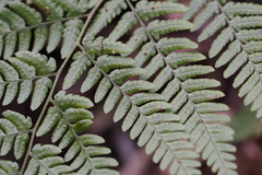 Dryopteris sacrosancta