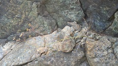 Anisotome filifolia