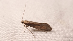 Eriocottis paradoxella