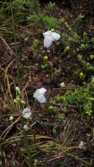 Libertia