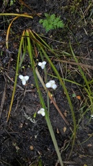 Libertia