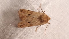 Agrochola blidaensis