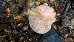 Pluteus perroseus