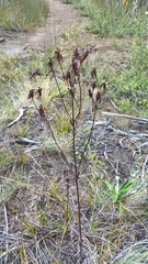 Gentianella stellata