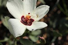 Hibiscus pusillus