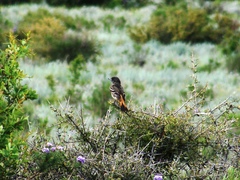 Knipolegus aterrimus