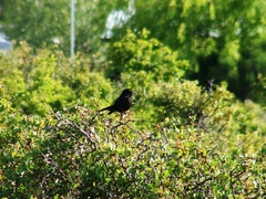 Knipolegus aterrimus