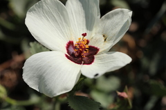 Hibiscus pusillus