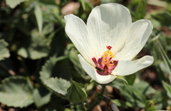 Hibiscus pusillus