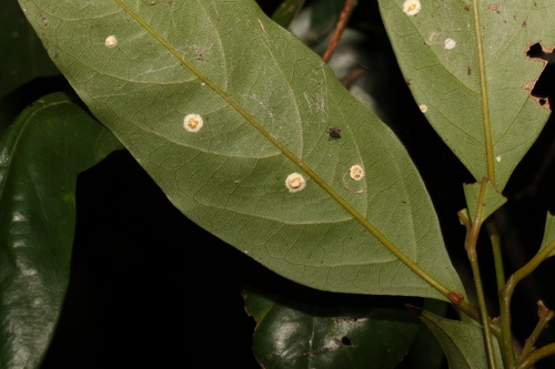 Image of Cryptocarya macdonaldii by (c) Greg Tasney, some rights reserved (CC BY-SA)