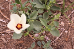 Hibiscus pusillus