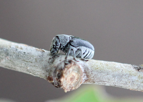 Lord Leaf Beetle photo 4