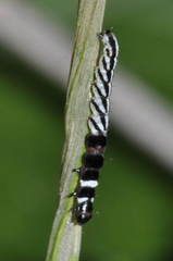 Helcystogramma rufescens