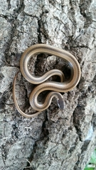 Coniophanes imperialis